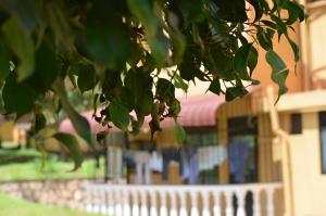 ein Baum mit grünen Blättern vor einem Haus in der Unterkunft Studio Ghibli 1BR1B in Kampala
