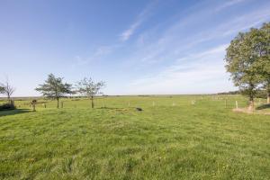 a field of green grass with trees in the distance at Maashof Nis Puck in Husum