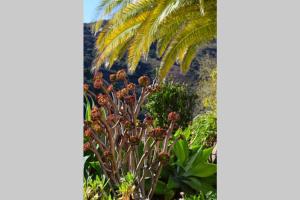Zahrada ubytování El Quinto Pino, Frigiliana Luxury Country villa with pool and parking HansOnHoliday Rentals