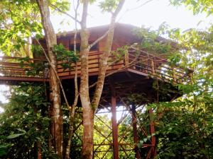TREEHOUSE PILON PAVONESにある庭