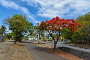 un árbol rojo al costado de un camino en La Maison des Oeillets Aéroport Roland Garros, en Sainte-Marie