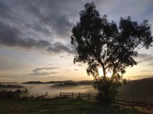a tree on a hill with a foggy field with the sunset at B & B CUORE TOSCANO in Collesalvetti +7 photos