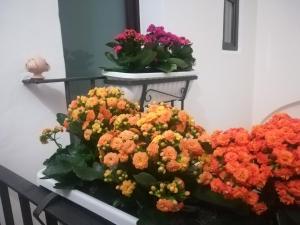 Une bande de fleurs assise sur une étagère dans l'établissement B&B Il RE, à Castellaneta