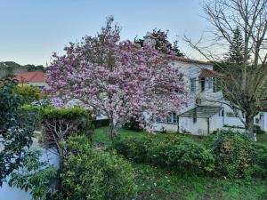 un árbol de flores rosas frente a una casa blanca en Comfy Sintra en Sintra