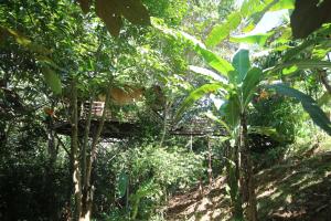 una casa en el árbol en medio de un bosque en TREEHOUSE PILON PAVONES, en Pavones