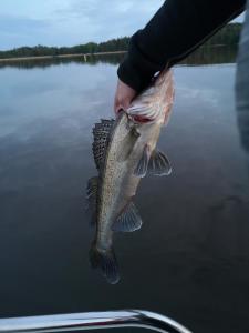 a person holding a fish in a plastic bag at Pohjolantuvat in Gerknäs