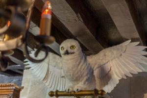 un hibou dont les ailes sont tendues devant une bougie dans l'établissement Appartement du Sorcier Magique expérience & Parking, à Dijon