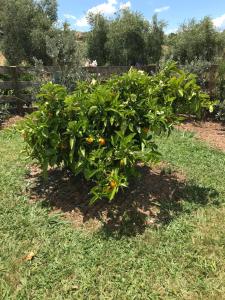 un arbusto verde con naranjas en el césped en Pilgrims Rest en Miranda