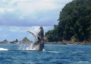 Φωτογραφία από το άλμπουμ του Casa Morpho Uvita Guesthouse σε Uvita