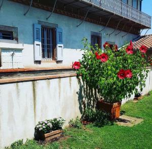 a plant with red flowers in front of a building at Chez Louise in Albi