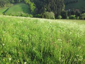 ein Feld mit hohem grünen Gras mit Blumen darin in der Unterkunft Hinterkimmighof in Oberharmersbach