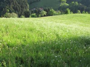 ein Feld mit grünem Gras mit Blumen darin in der Unterkunft Hinterkimmighof in Oberharmersbach