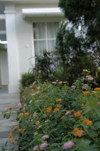 Zahrada ubytování Sevilla Resort Magelang