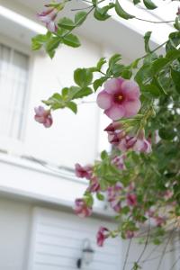 Zahrada ubytování Sevilla Resort Magelang