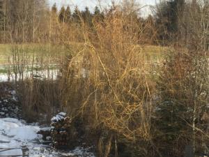 a pile of pineapples in a field in the snow at Privatzimmer Vermietung Helmut Bürgmann in Kirchberg bei Mattighofen