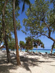a beach with palm trees and the ocean at Acqua Blu Rasdhoo in Rasdu