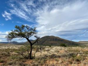 a tree in the middle of a field with a mountain at Waterval farmstay in Graaff-Reinet