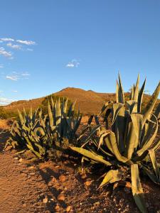 a group of agave plants in the desert at Waterval farmstay in Graaff-Reinet