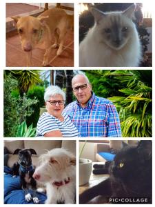 a collage of photos of people and dogs and cats at Casa Jetizo in Ontinyent