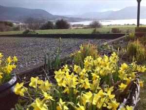 a bunch of yellow flowers in a garden at Currane Lodge in Waterville