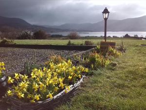 a garden with yellow flowers next to a street light at Currane Lodge in Waterville