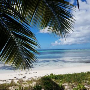 a beach with a palm tree and the ocean at Saona lodge in Mano Juan