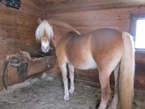 ein braunes Pferd steht in einer Holzscheune in der Unterkunft Bio-Bauernhof Einberghof in Pfarrwerfen