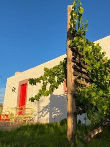 a tree in front of a building with a red door at Waterval farmstay in Graaff-Reinet