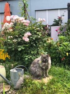 a gray cat sitting in the grass in front of flowers at Ferienwohnungen Perlina Karpat in Bernkastel-Kues