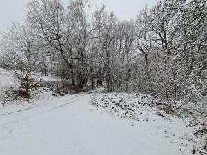 科斯維希的住宿－Ferienwohnungen an der Bosel，一条有雪覆盖的有树木的田野道路