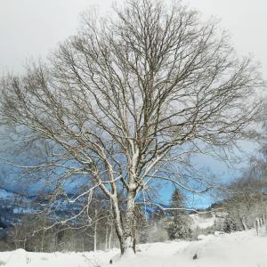 un árbol sin hojas está cubierto de nieve en La Ferme sous les Hiez, en Cornimont