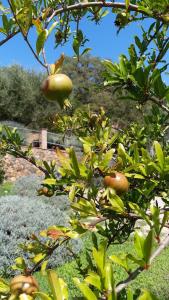 Zahrada ubytování B&B Il Giardino