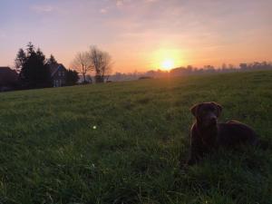 a dog laying in a field at sunset at Bauernhofurlaub bei Familie Bokeloh in Kirchlinteln