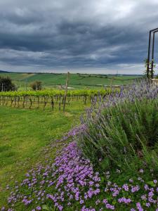 A garden outside Casale Poggio Nebbia