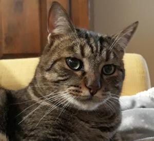 a cat sitting on a bed looking at the camera at Tenuta Colverano in Montefalco