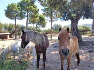 twee paarden die naast elkaar staan in een veld bij Villas Lantana in Porto-Vecchio