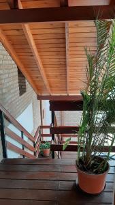 two potted plants sitting on a wooden deck at Hostería Tejas Negras in Mina Clavero