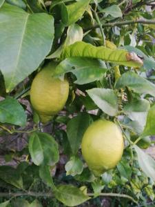 Ảnh trong thư viện ảnh của B&B Relais sul Siroto ở Castelnuovo Cilento