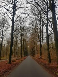 eine Straße inmitten eines Waldes mit Bäumen in der Unterkunft Vakantiehuis Dartien in Exloo
