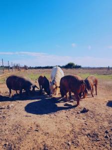 a group of animals grazing in a field at Quinta do Sardanito de Tras in Zambujeira do Mar