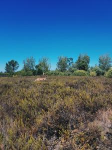 a deer laying in a field with trees in the background at Quinta do Sardanito de Tras in Zambujeira do Mar