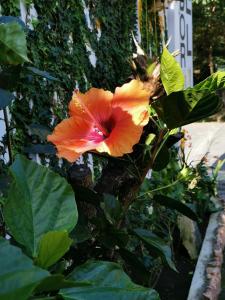 a close up of a orange flower on a tree at Pescador Hotel PH in Santiago Atitlán