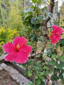 Twee roze bloemen groeien in een tuin bij Pescador Hotel PH in Santiago Atitlán