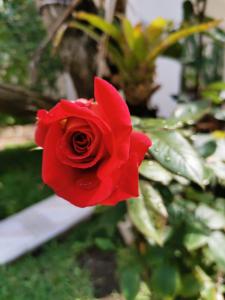 a red rose sitting on top of a plant at Pescador Hotel PH in Santiago Atitlán