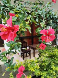 a group of red flowers and a bench in a garden at Pescador Hotel PH in Santiago Atitlán
