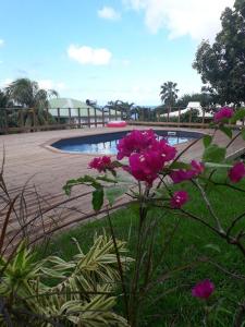 un groupe de fleurs roses en face d'une piscine dans l'établissement TI PANNYE, à Deshaies