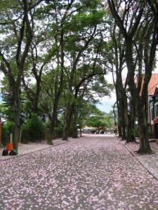 Imagen de la galería de APARTAESTUDIOS AMOBLADOS ARBOLEDA DE CADIZ, en Ibagué