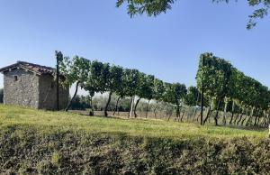 a row of trees in a field next to a building at Vicolo Del Nido B&B in Paderno Franciacorta