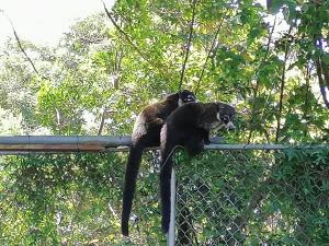 two monkeys laying on top of a fence at Nature house in Monteverde Costa Rica