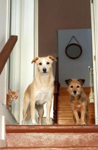 2 chiens debout sur les escaliers à côté d'un chat dans l'établissement Marina Lounge Home, à Ponta Delgada